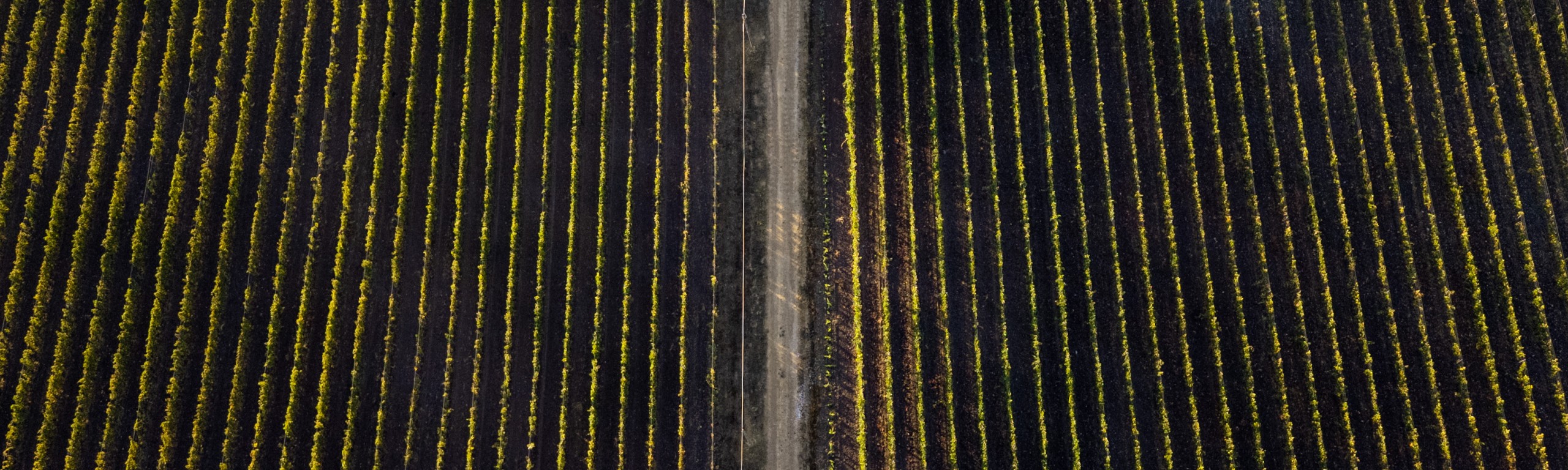 dji_20250904074031_0195_d.jpeg