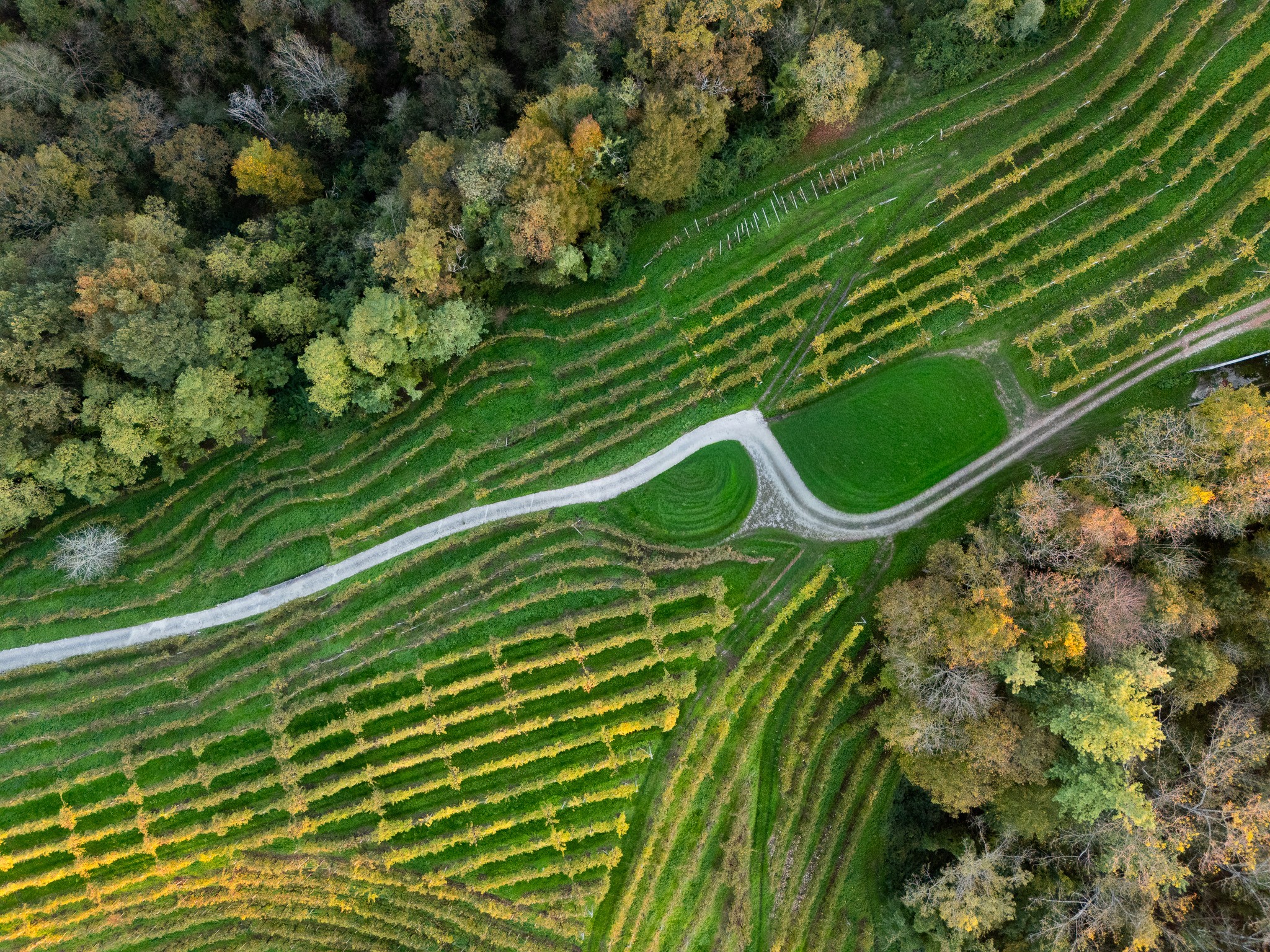 dji_20241101163504_0156_d.jpg